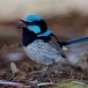 Modroplastnik nadherny - Malurus cyaneus - Superb Fairywren o4461